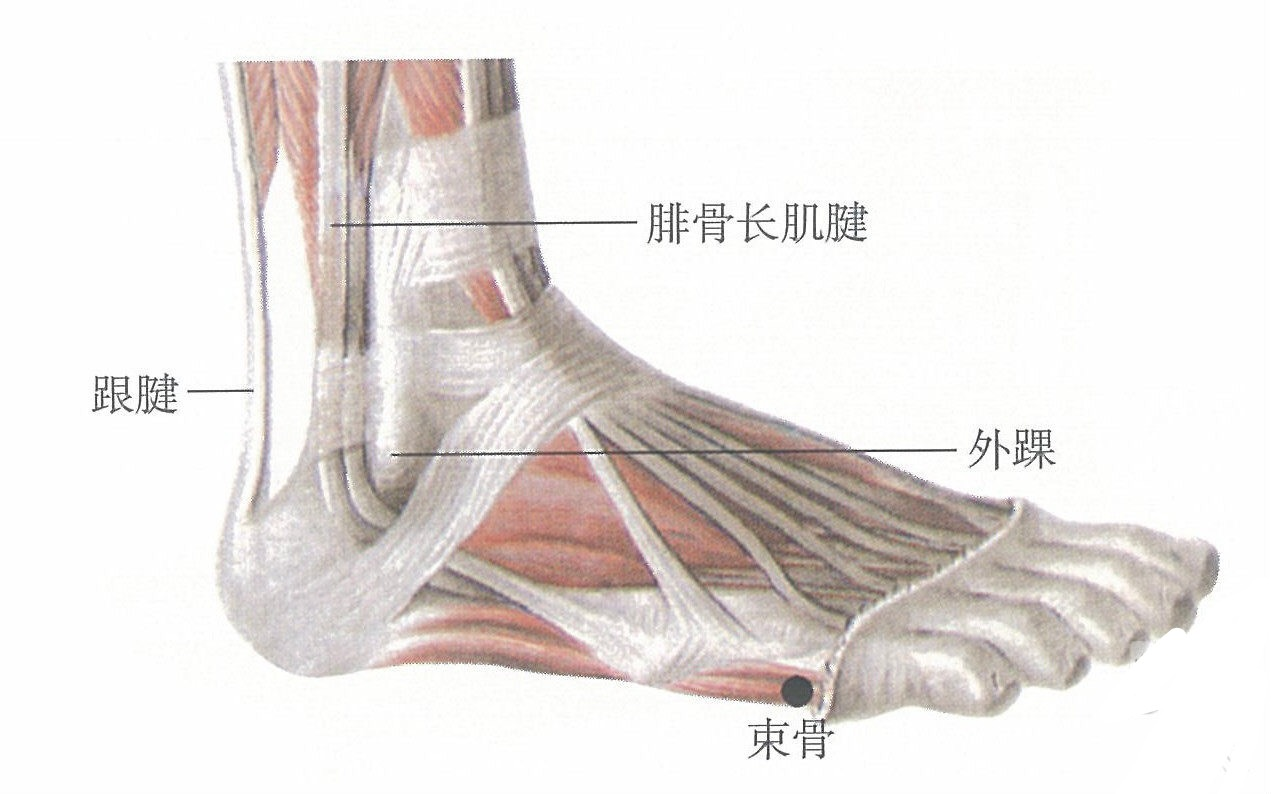 竖骨.png